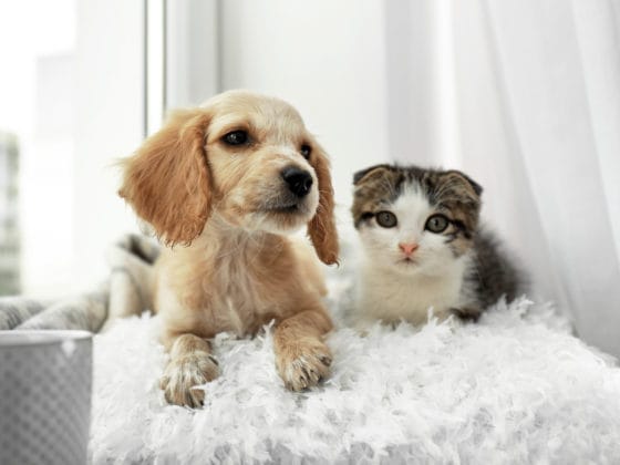 避妊・去勢手術の流れ